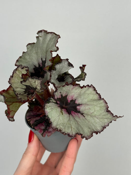 Begonia “Evening Glow”