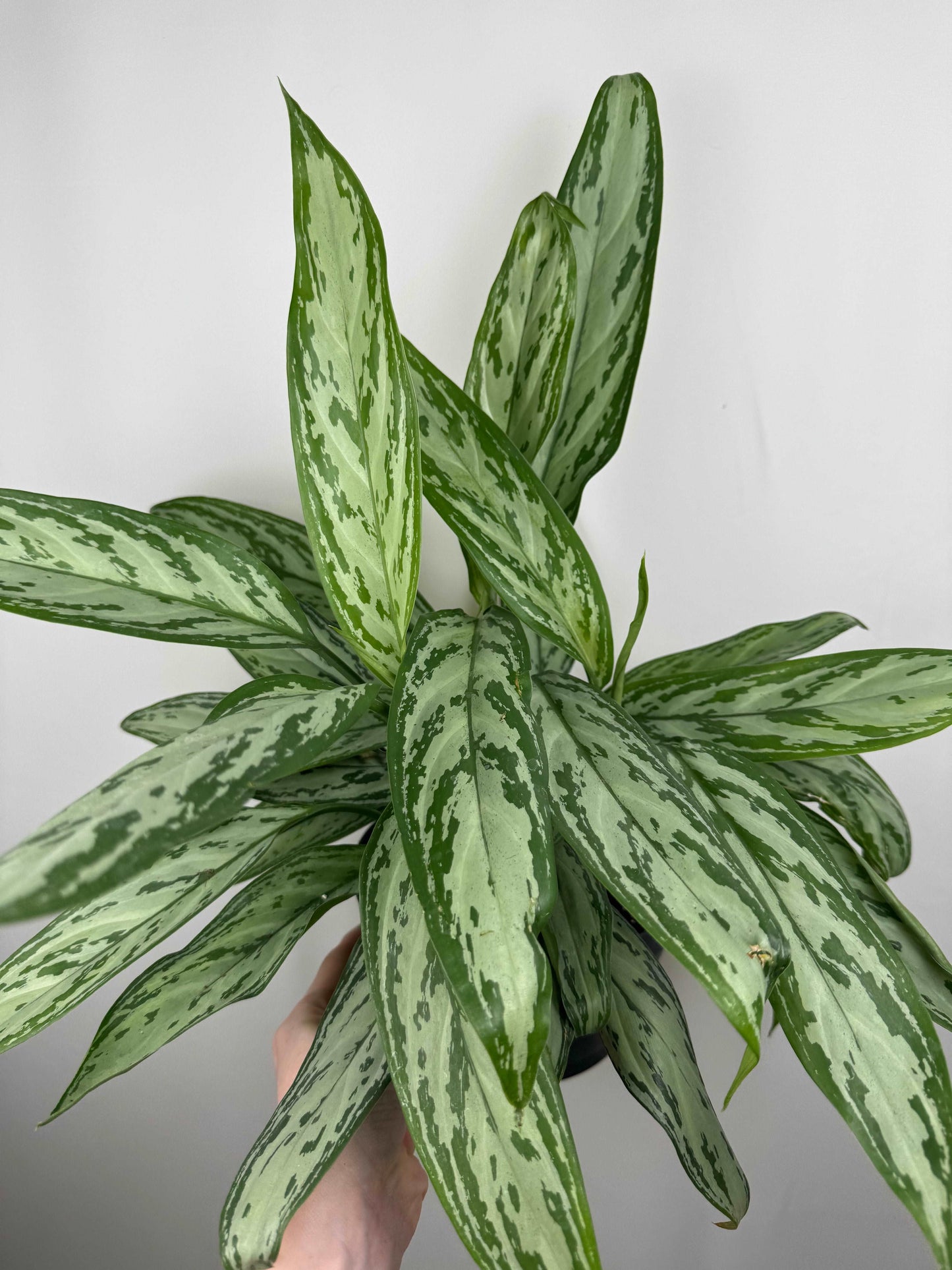 Aglaonema “Silver Queen”