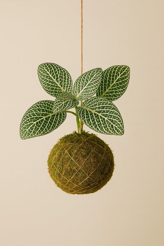 Baby Kokedama | Fittonia White Ann