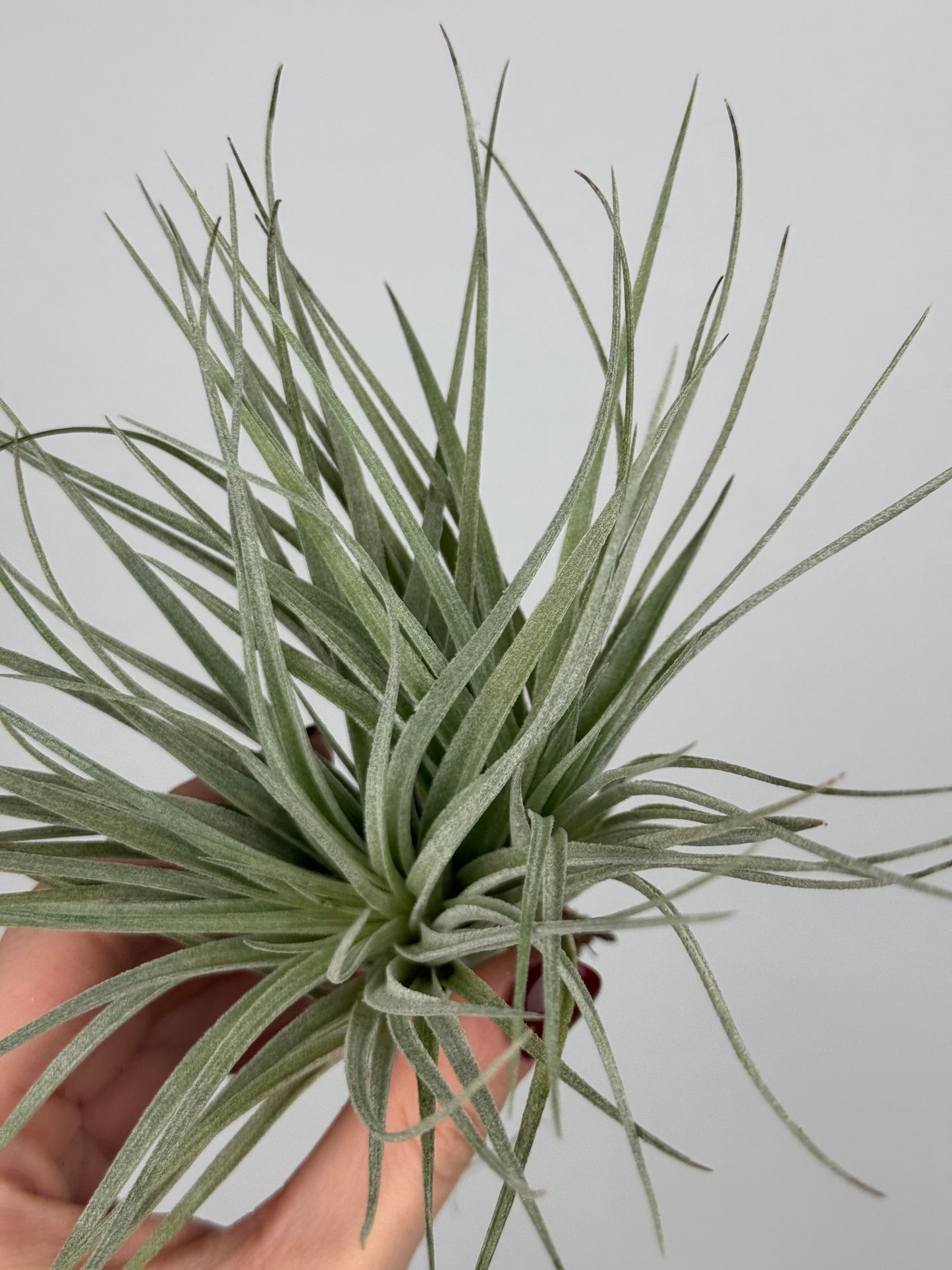 Tillandsia 'Super Silver'