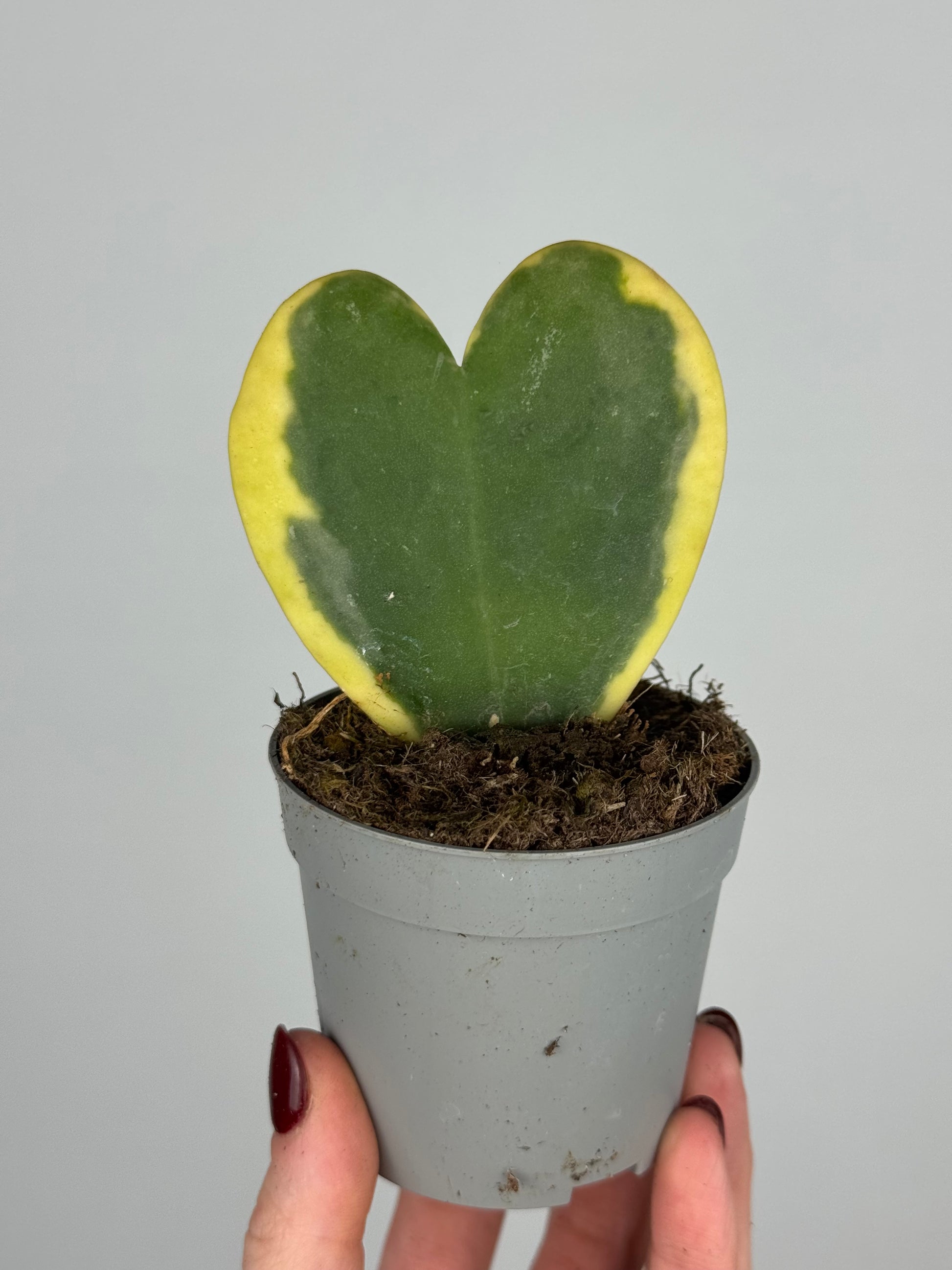 Hoya Kerrii Variegata