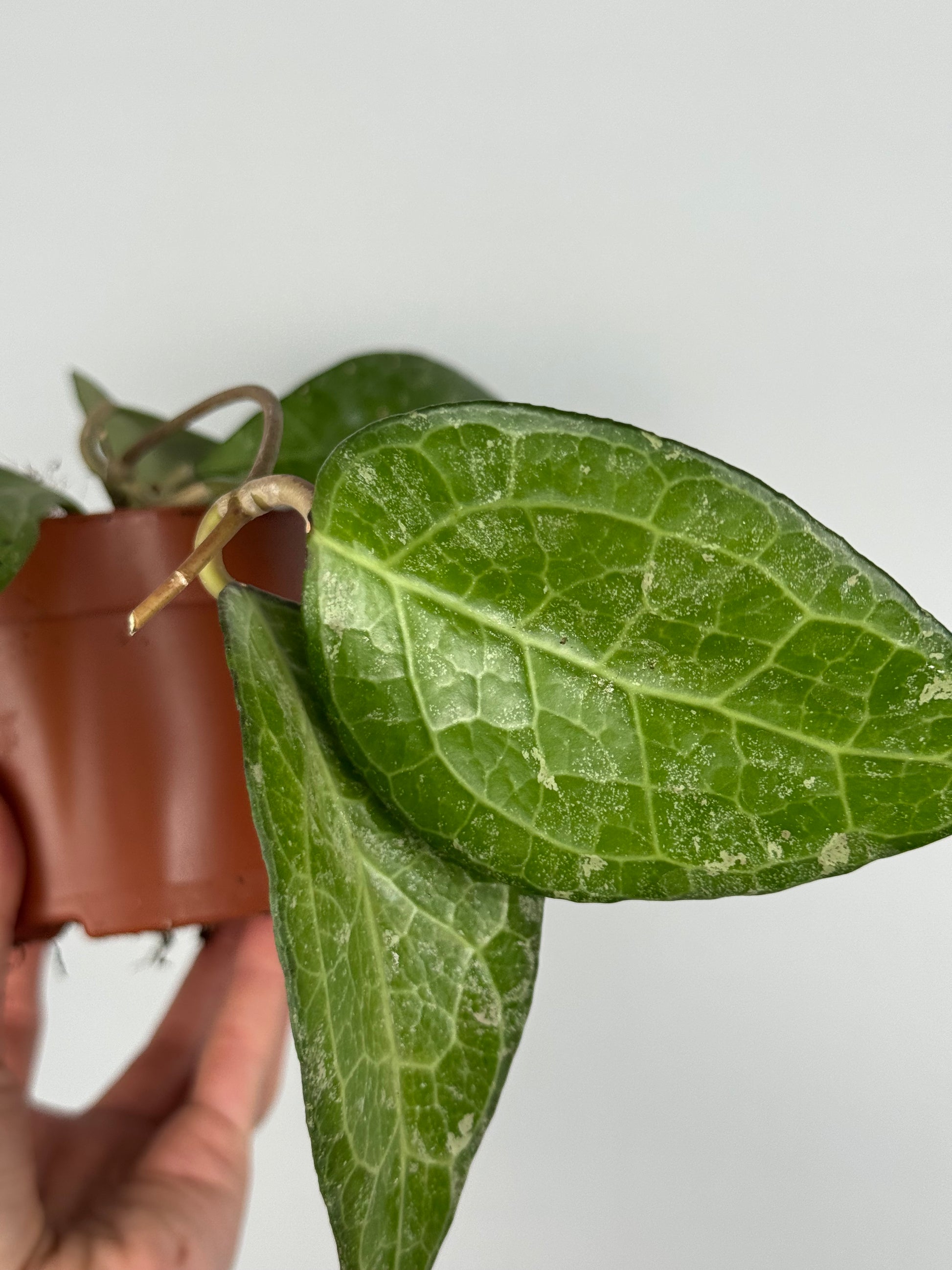 Hoya Verticillata “Wayang Splash”