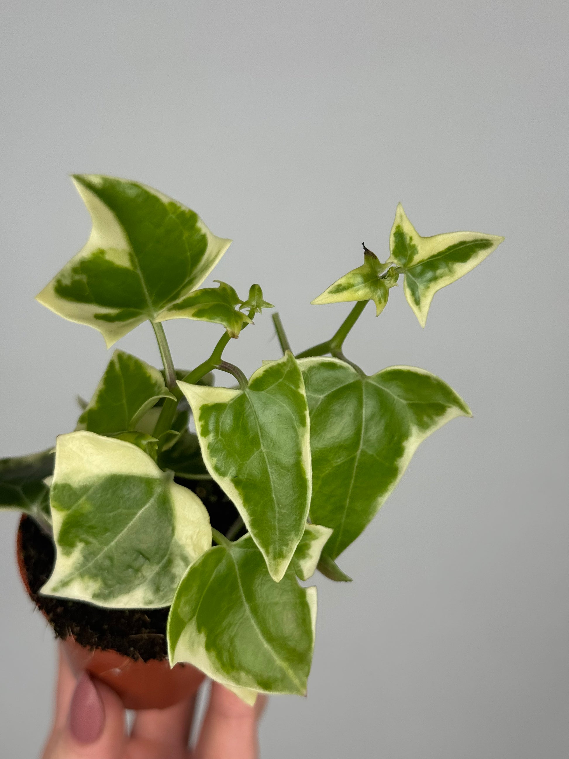 Senecio macroglossus 'Variegatus'
