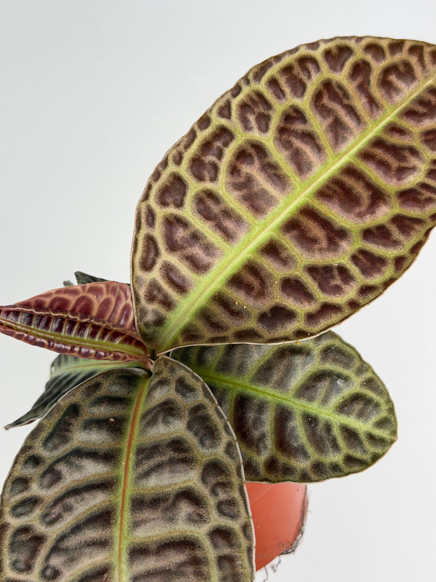 Labisia 'Turle Back'
