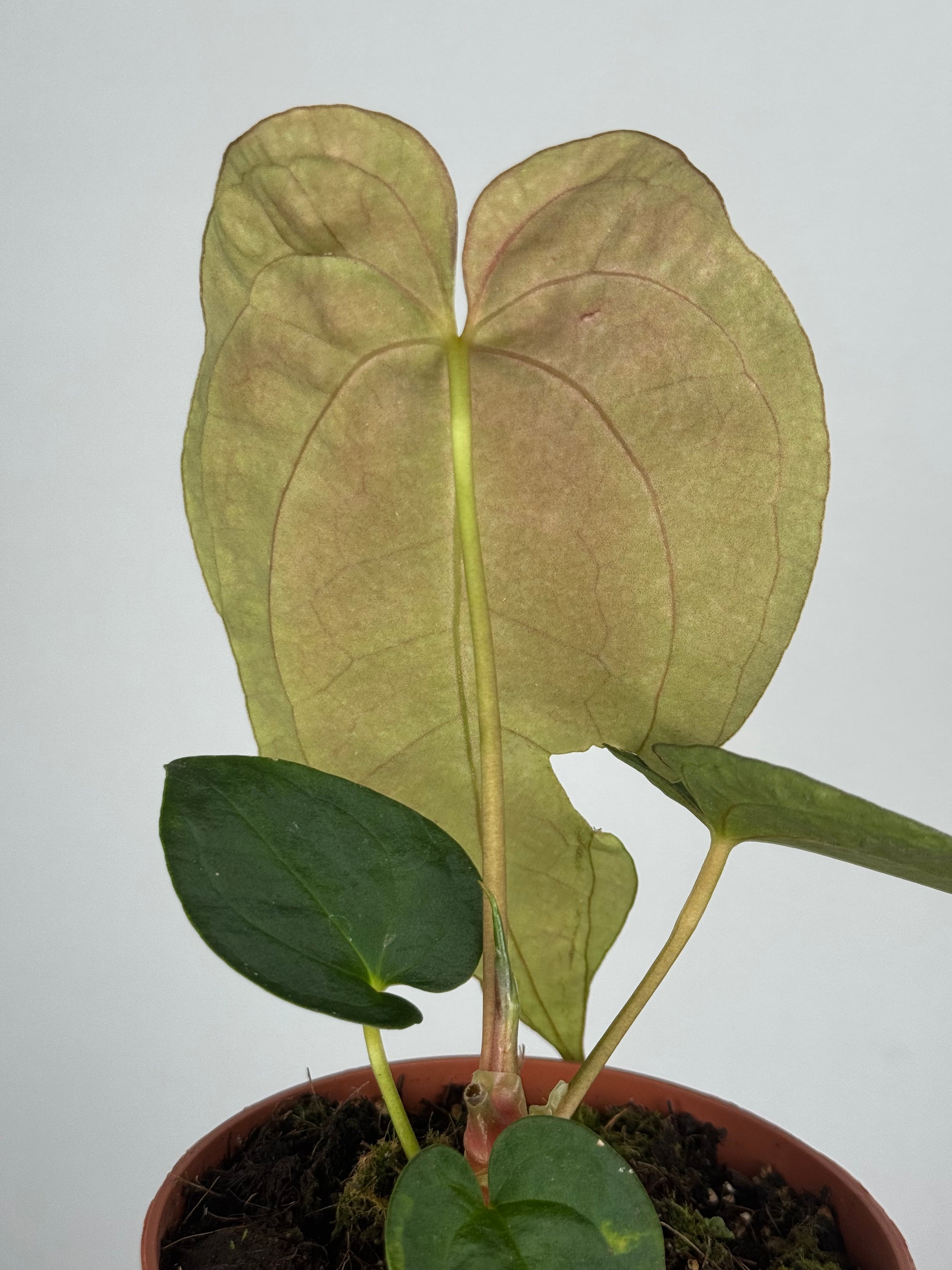 Anthurium Papillilaminum | Enea