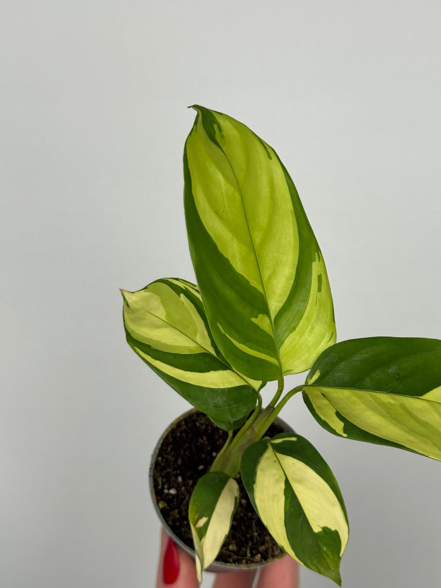 Ctenanthe lubbersiana “Golden Mosaic”