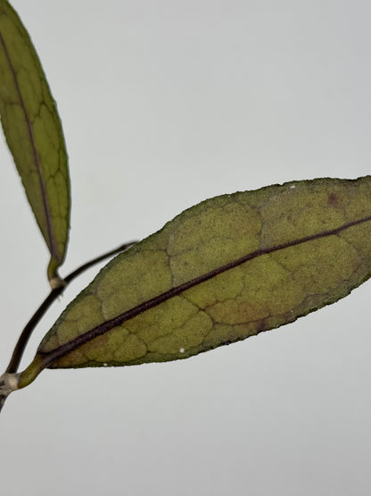 Hoya Clemensiorum Sumatra