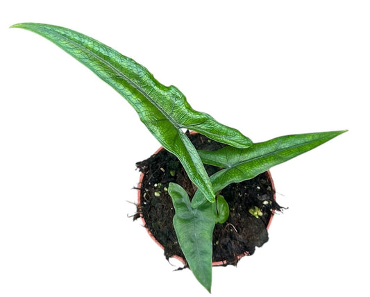 Alocasia Sabrina Narrow