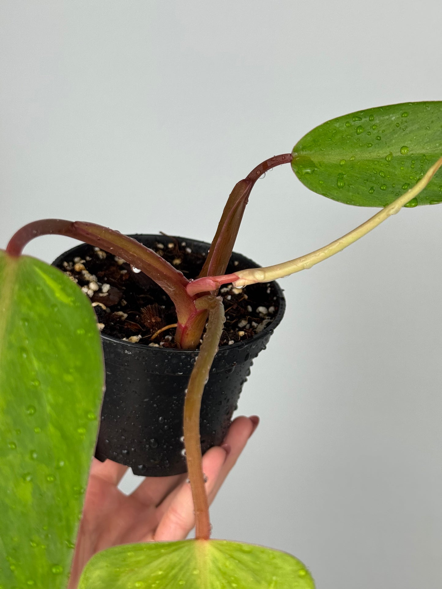 Philodendron Painted Lady | Jamie