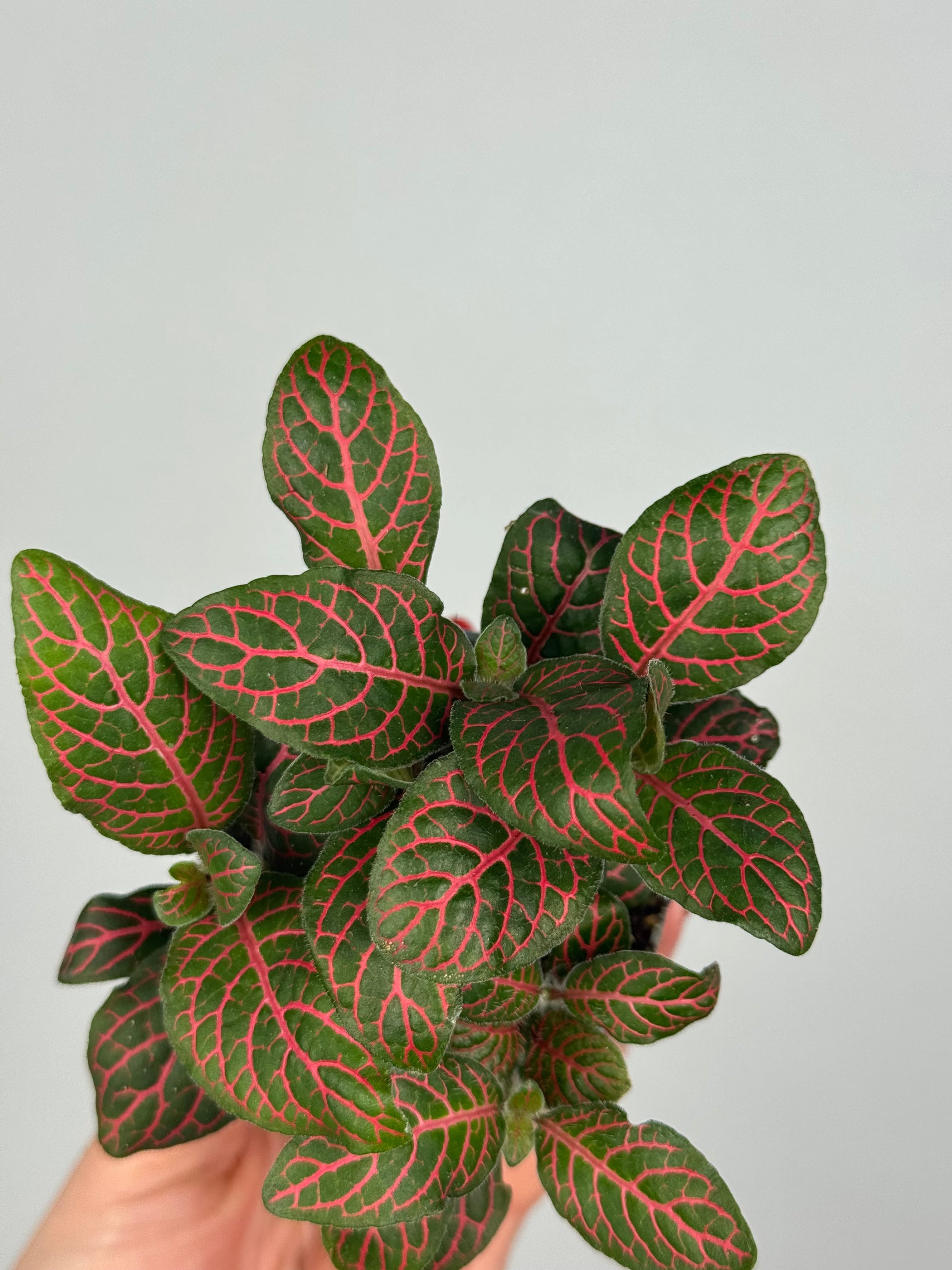 Fittonia verschaffeltii 'Red Star'