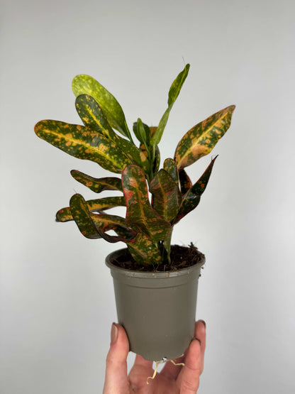 Codiaeum variegatum “Bush on fire”