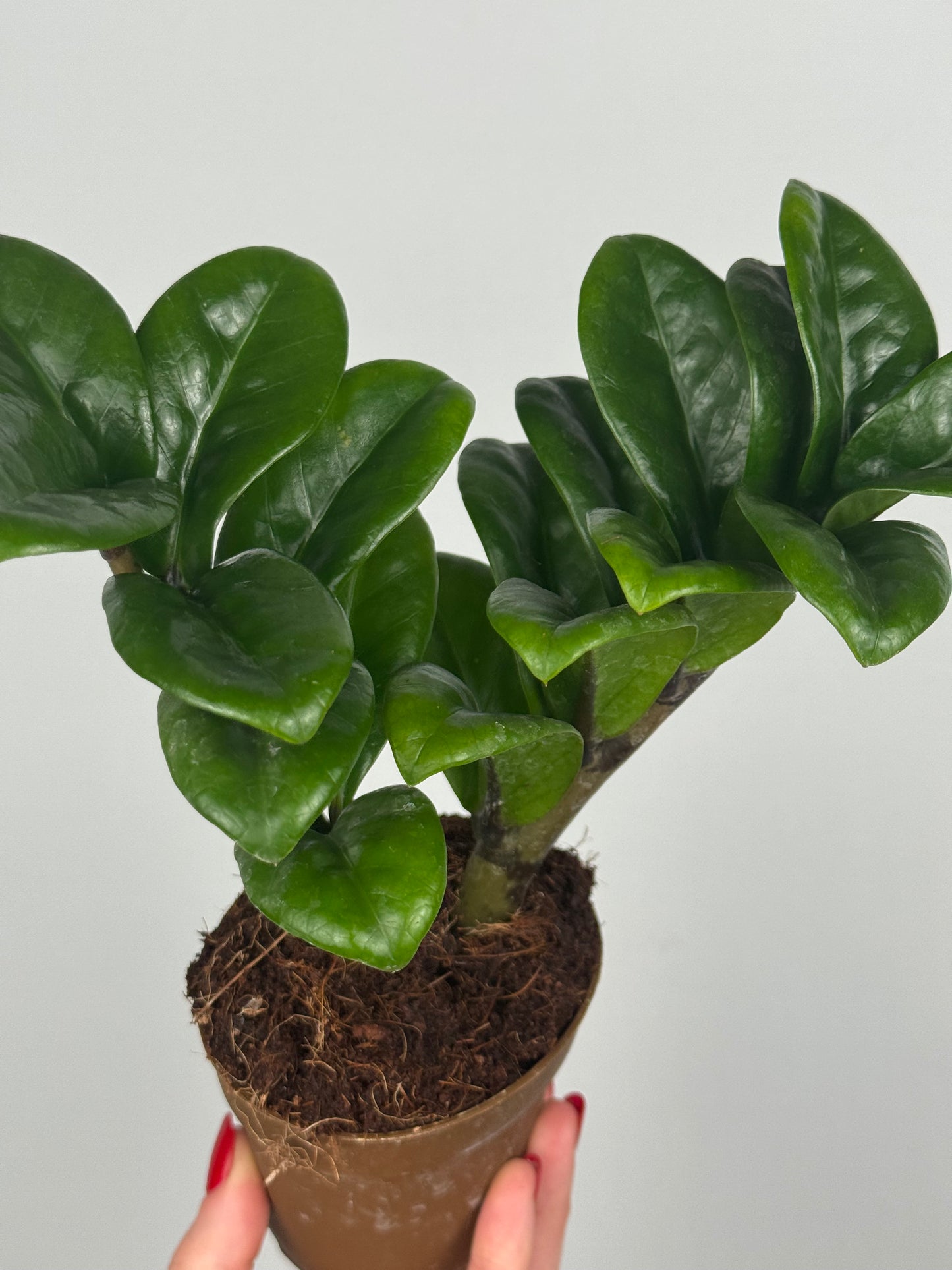 Zamioculcas Zamiifolia “Zenzi”