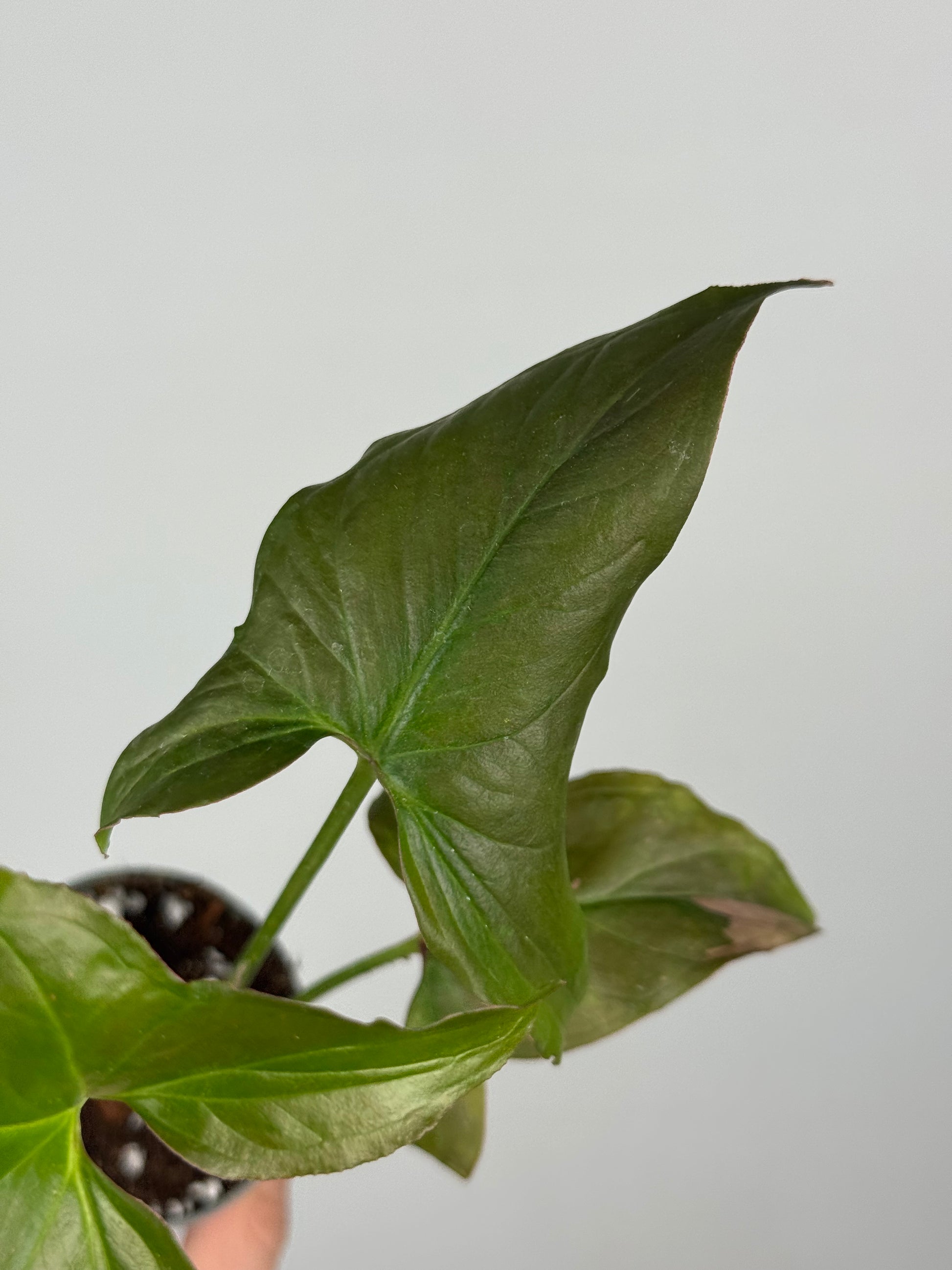 Syngonium Pink Splash | Kiran