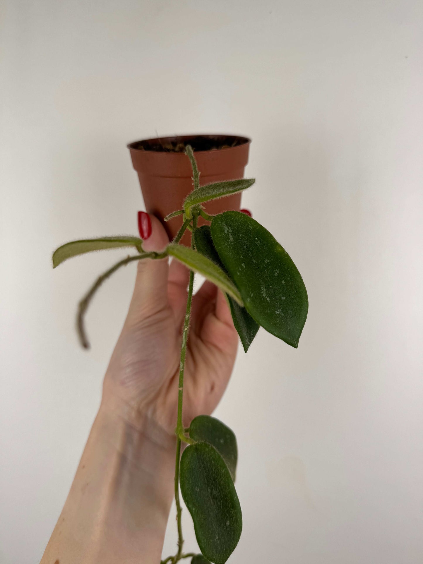 Hoya Thomsonii