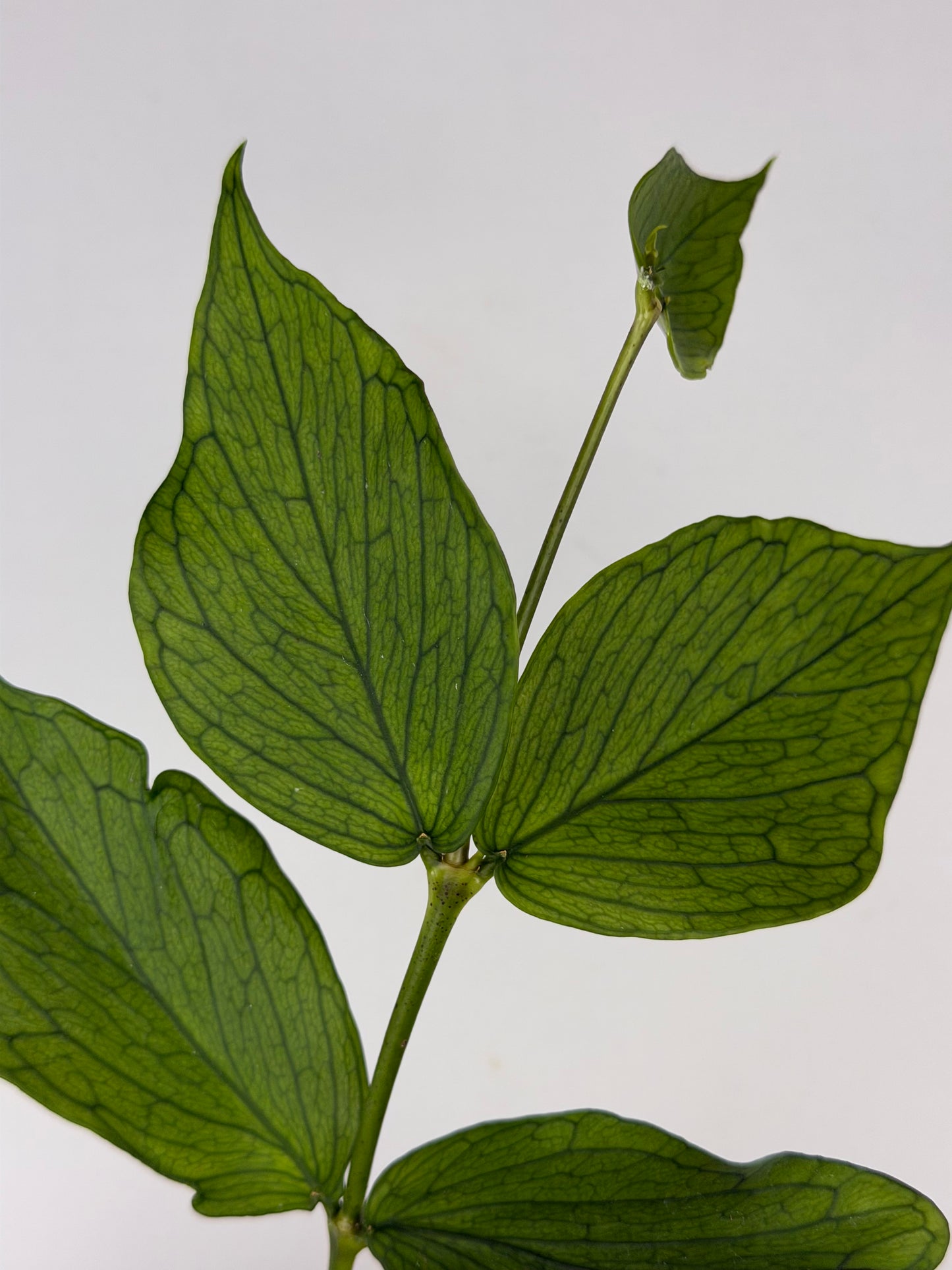 Hoya Polyneura