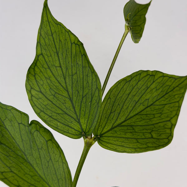 Hoya Polyneura