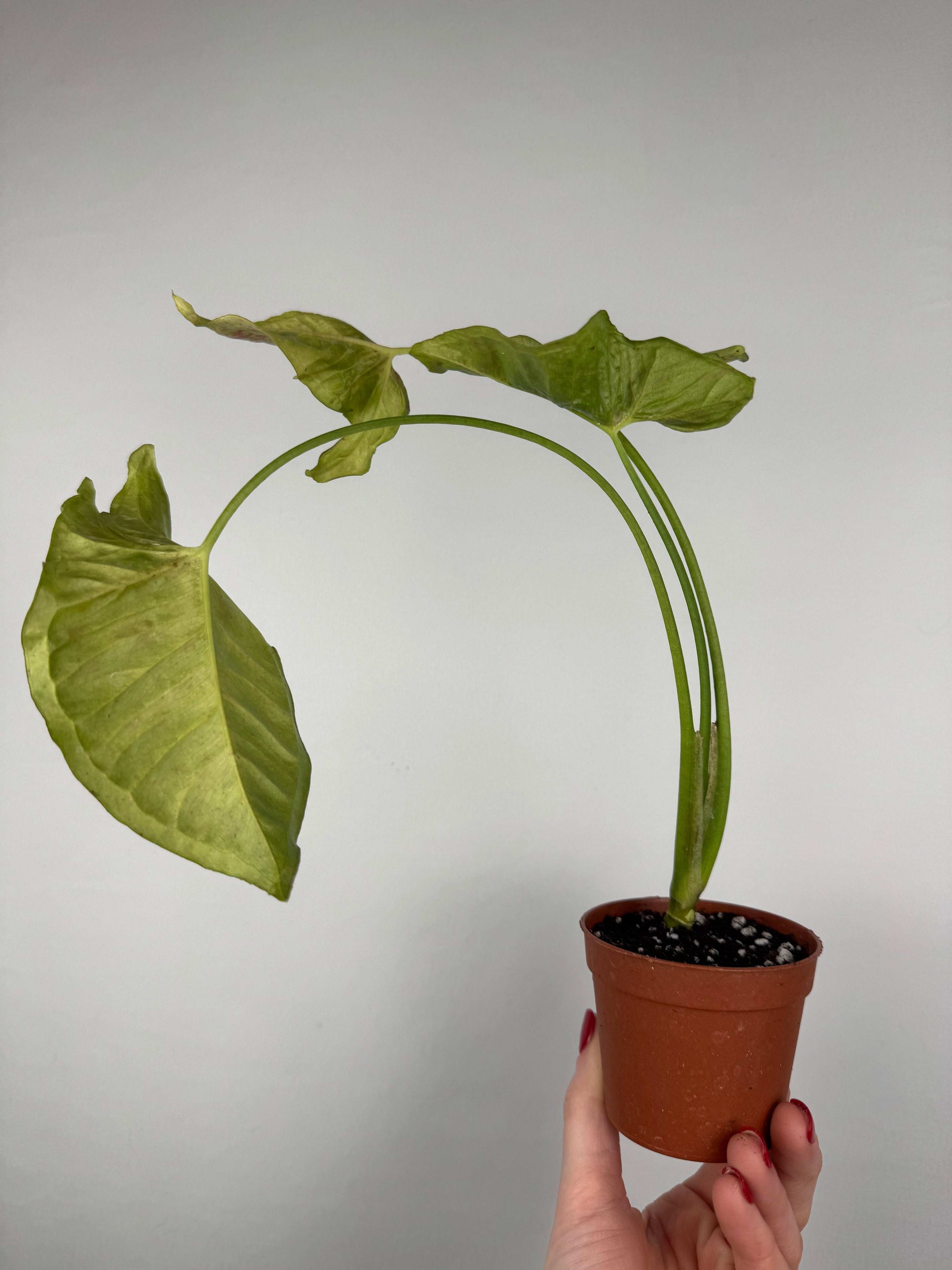 Syngonium Milk Confetti | Fabio