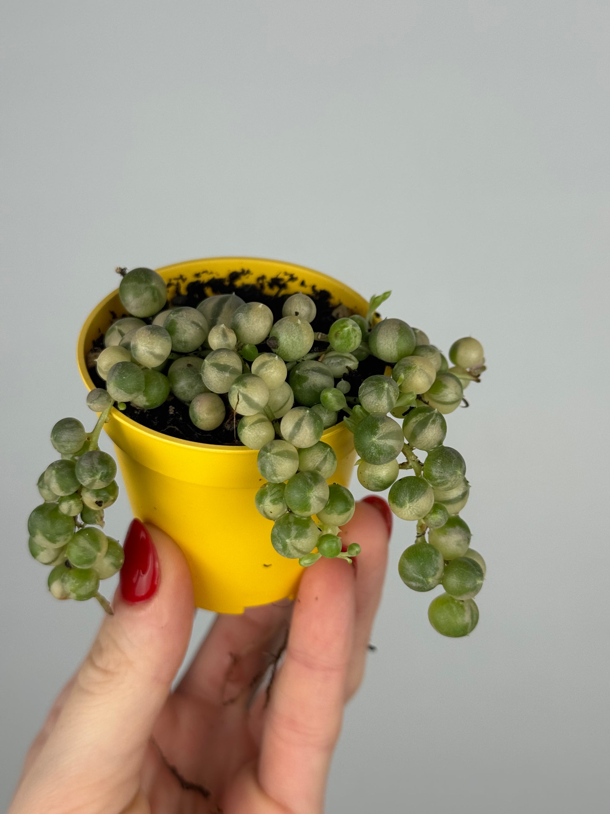 Senecio rowleyanus Variegata