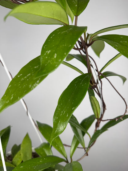 Hoya Pubicalyx