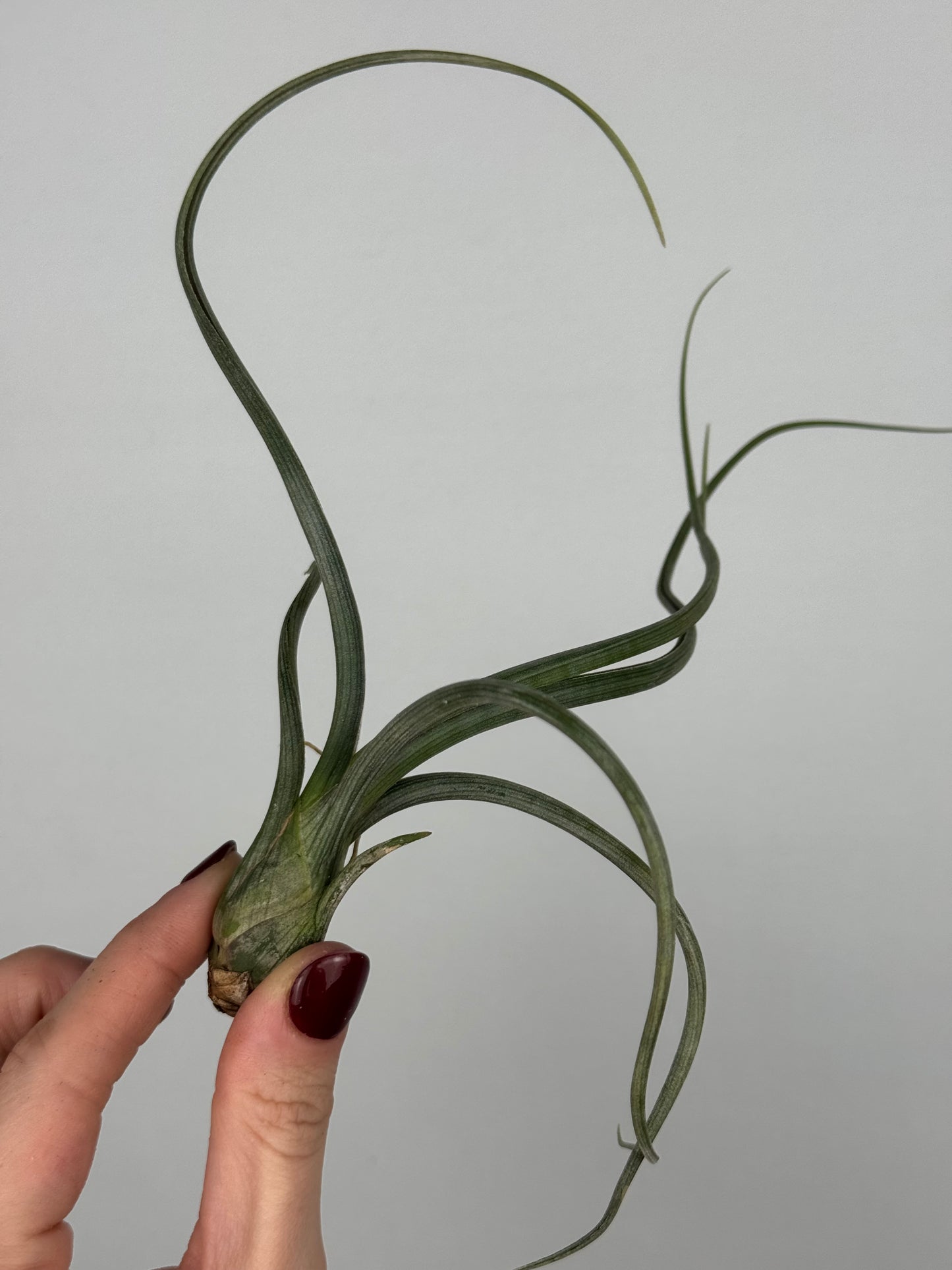 Tillandsia 'Baileyi'