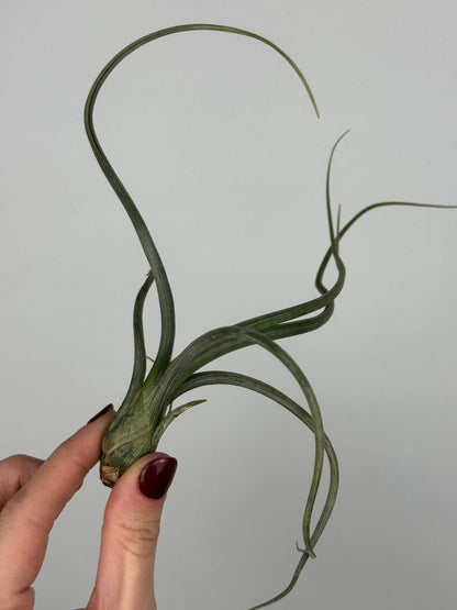 Tillandsia 'Baileyi'