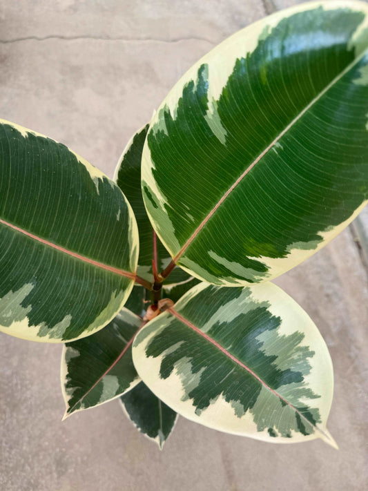 Ficus Elastica “El Tineke”