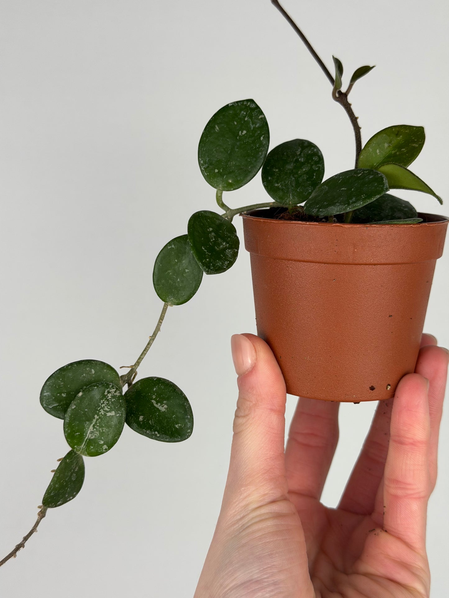 Hoya Mathilde Splash Hoya Tropical Corner “S” 6,5 cm