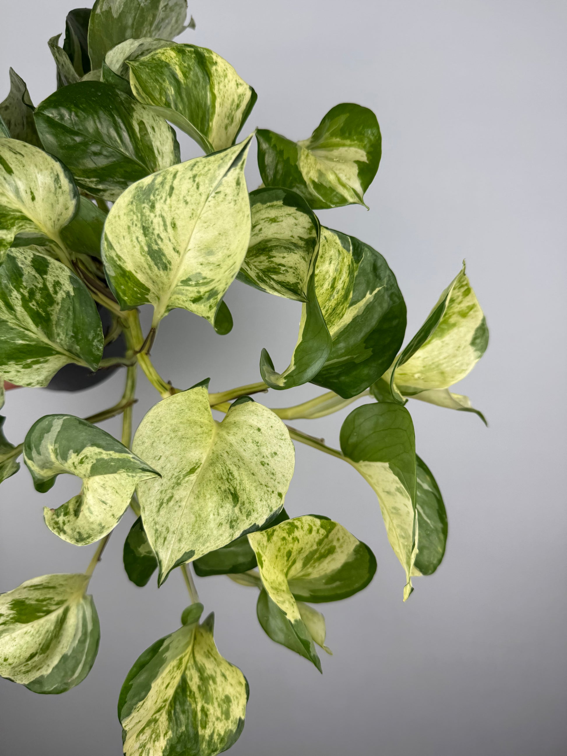 Epipremnum Manjula “Happy Leaf”