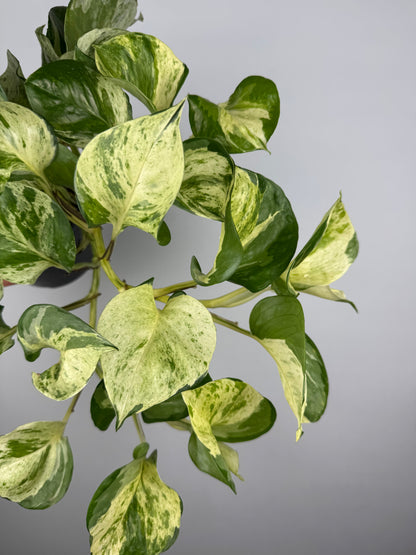Epipremnum Manjula “Happy Leaf”