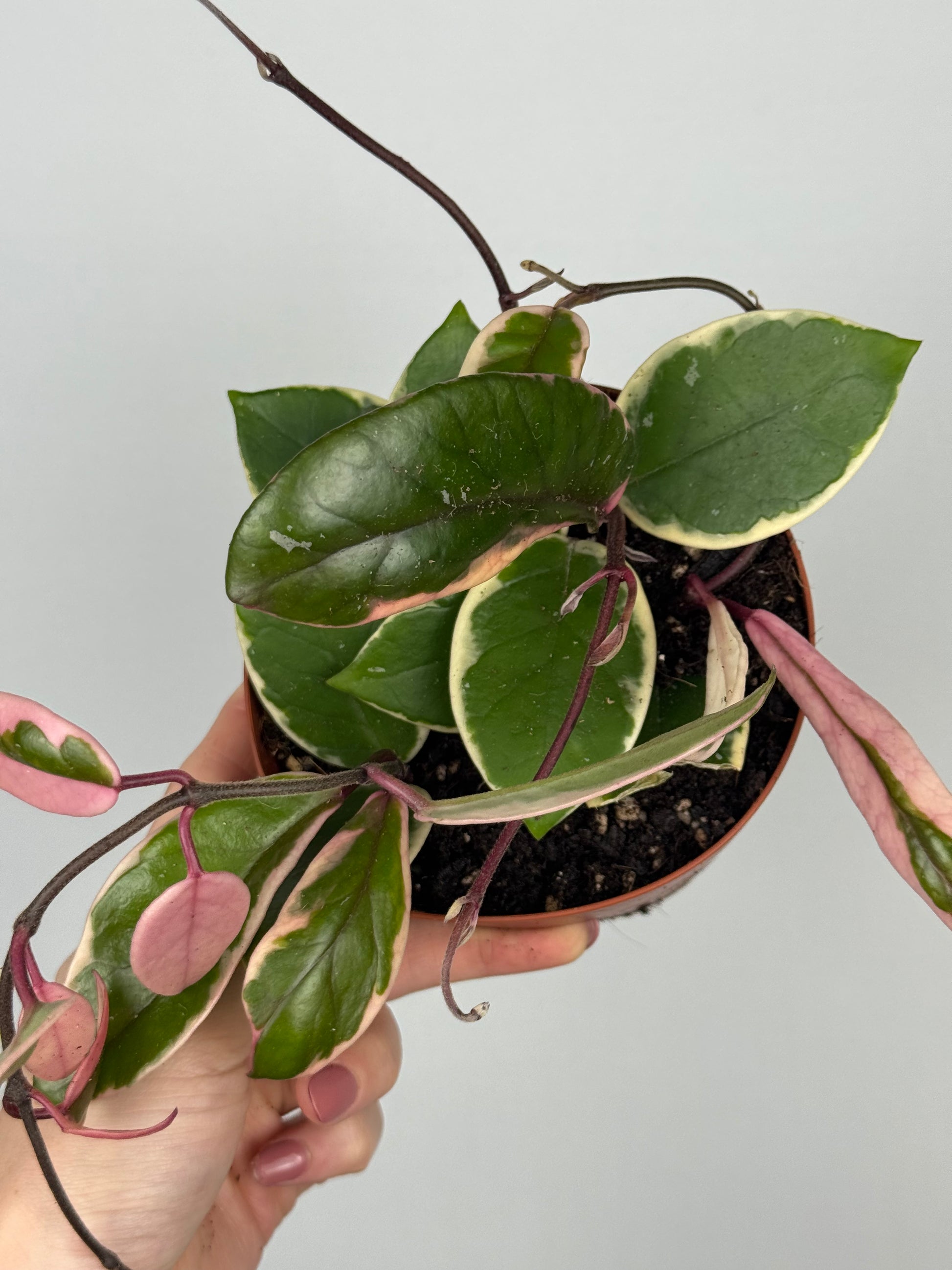 Hoya Flamingo Dream