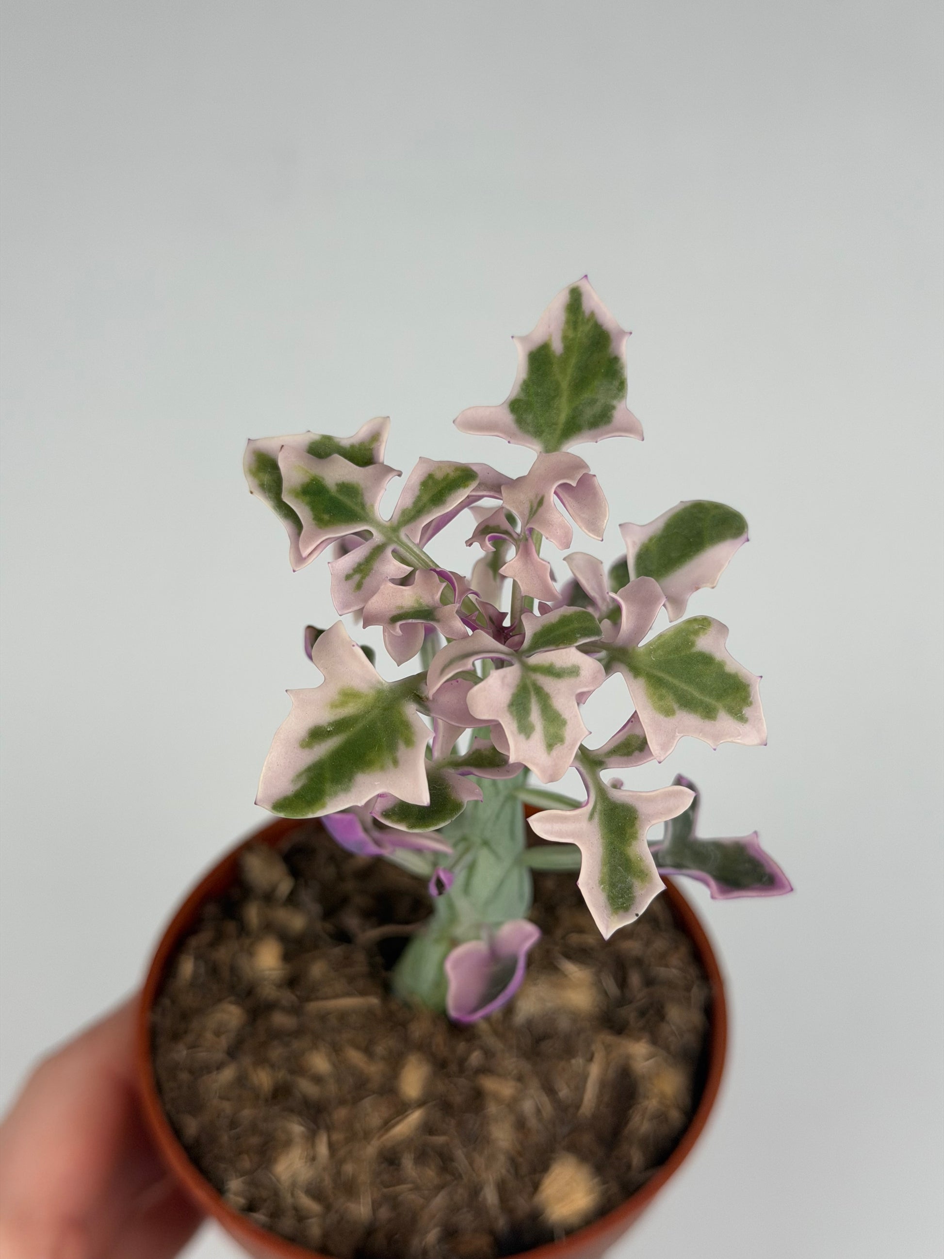 Senecio Articulatus Variegata Tropical Corner