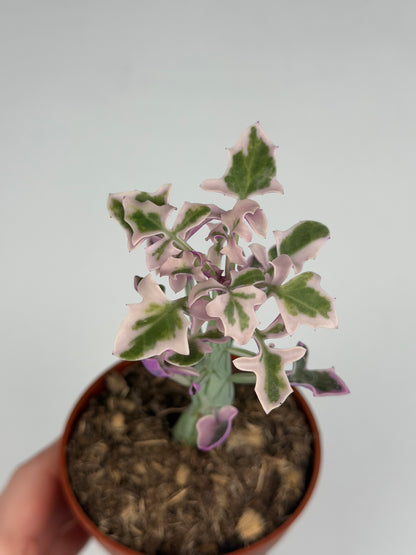 Senecio Articulatus Variegata Tropical Corner