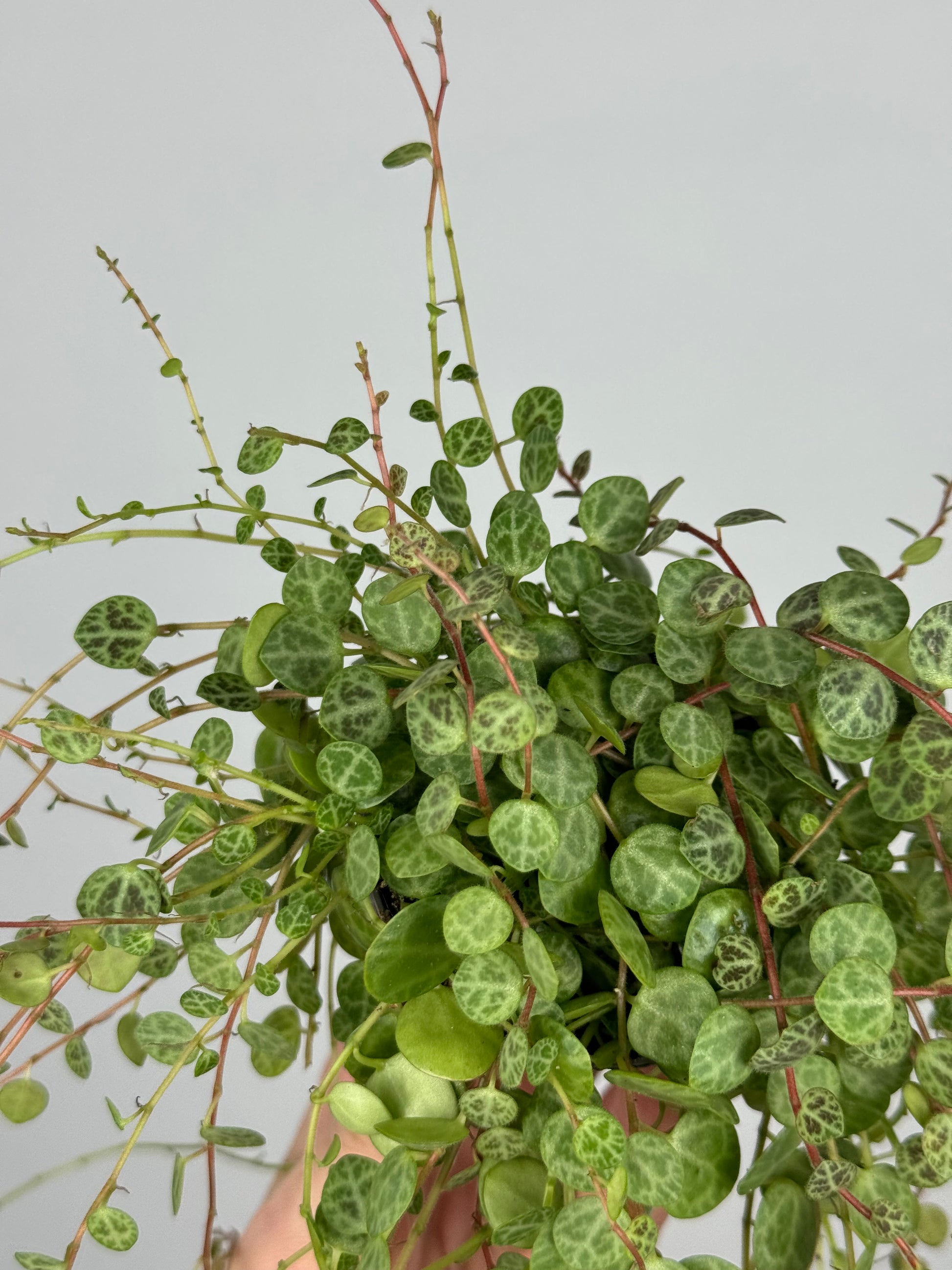 Peperomia Prostrata