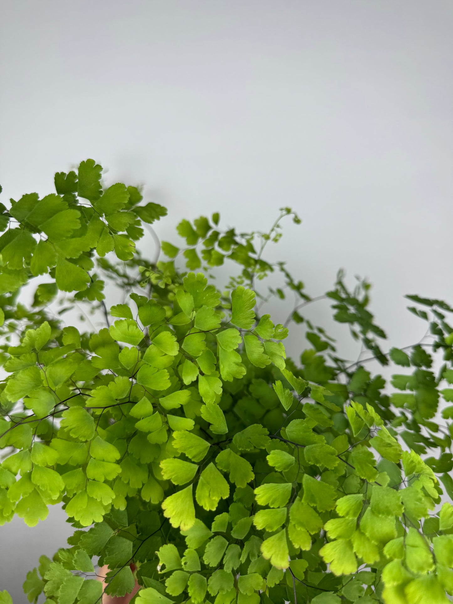 Capelvenere Adiantum Raddianum “Fragrans”