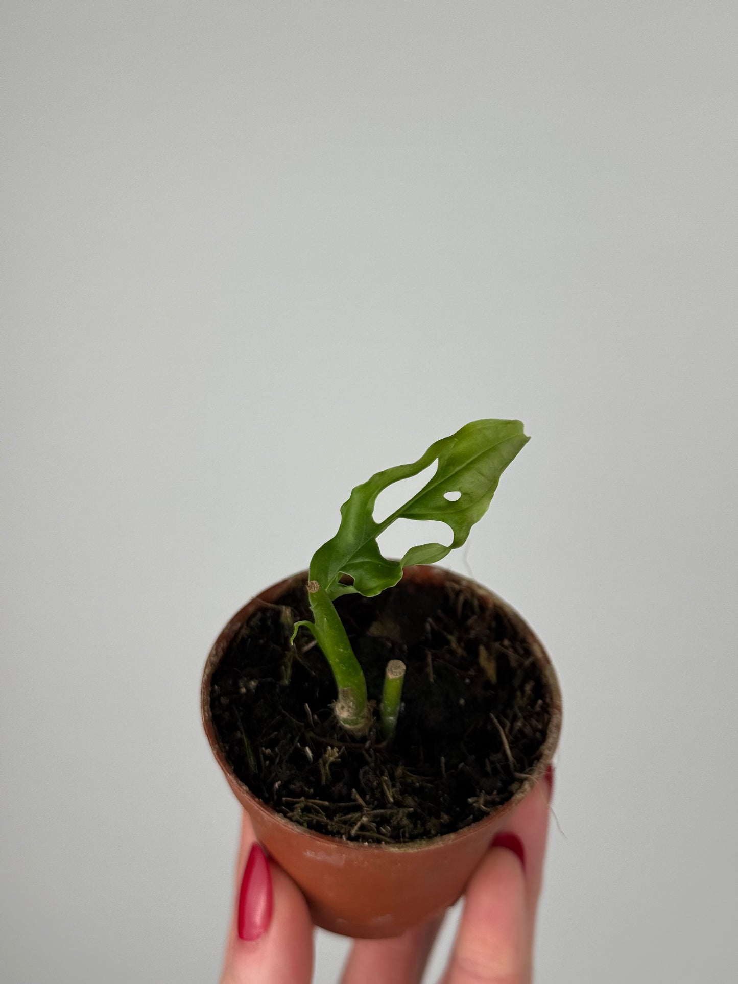 Monstera Obliqua “Perù” | Gaia