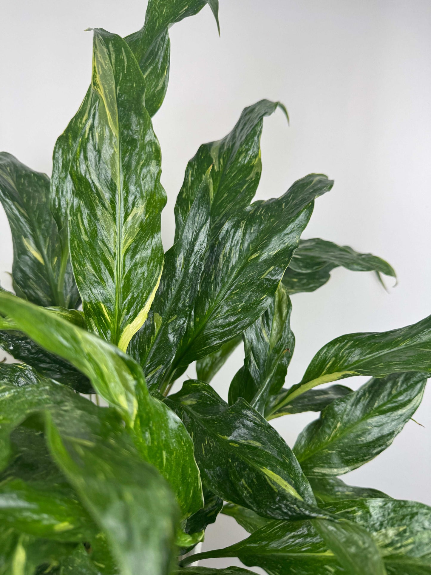 Spathiphyllum “Diamond Variegata”