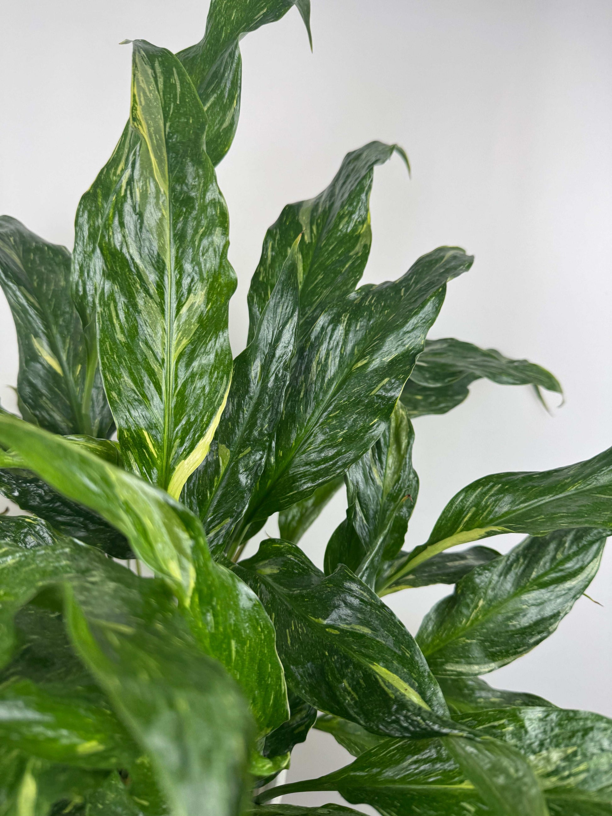 Spathiphyllum “Diamond Variegata”