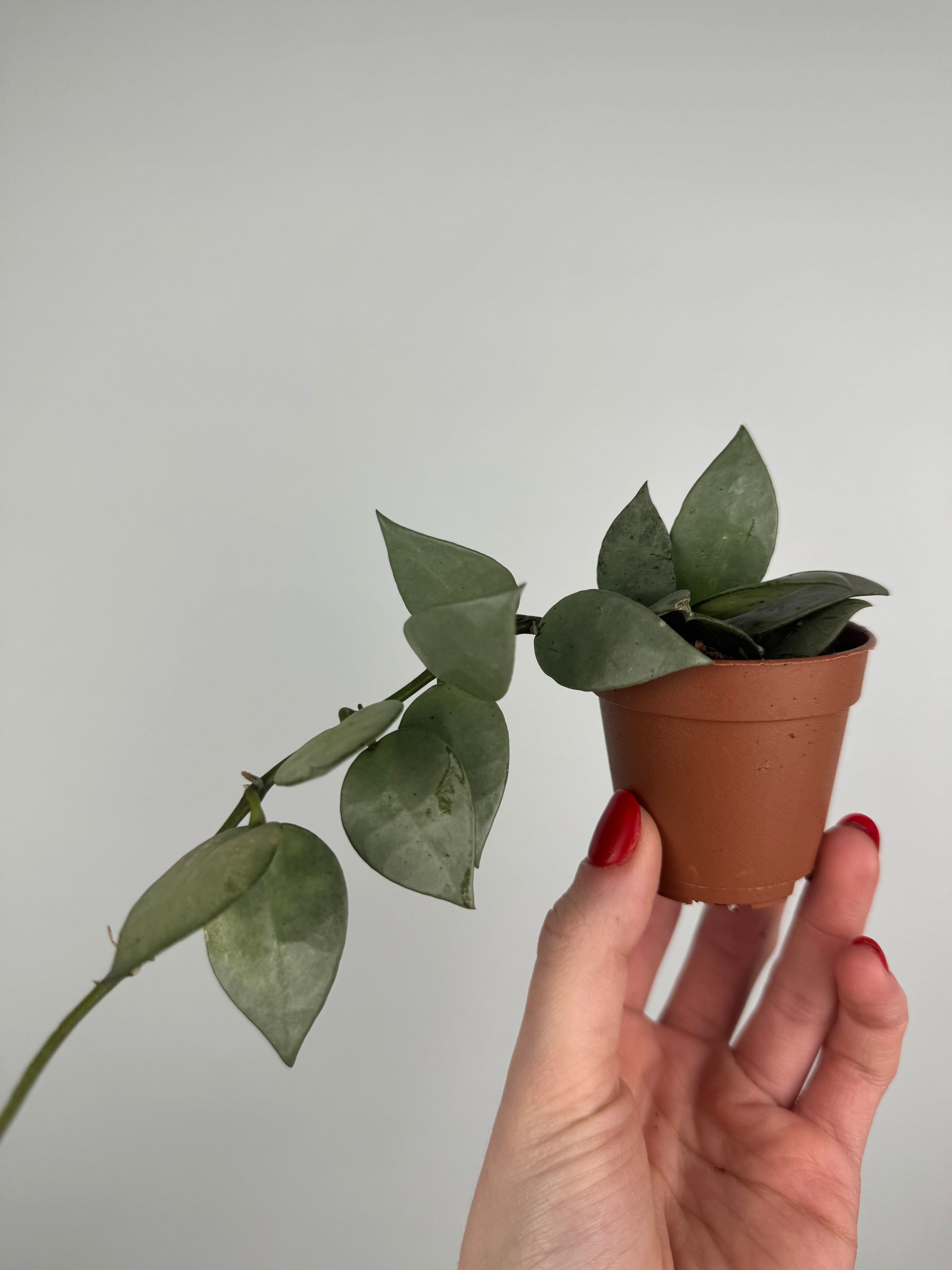 Hoya Krohniana “Eskimo”