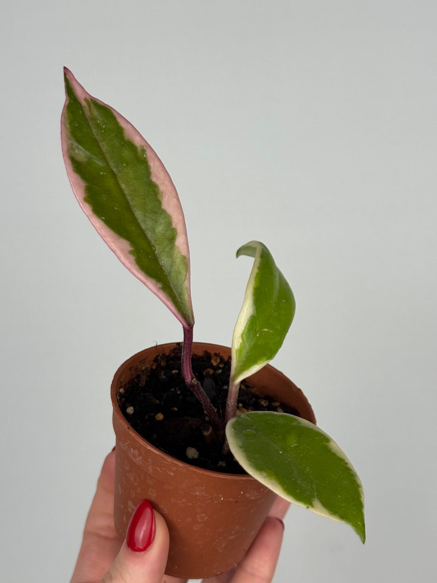 Hoya Flamingo Dream | Julie