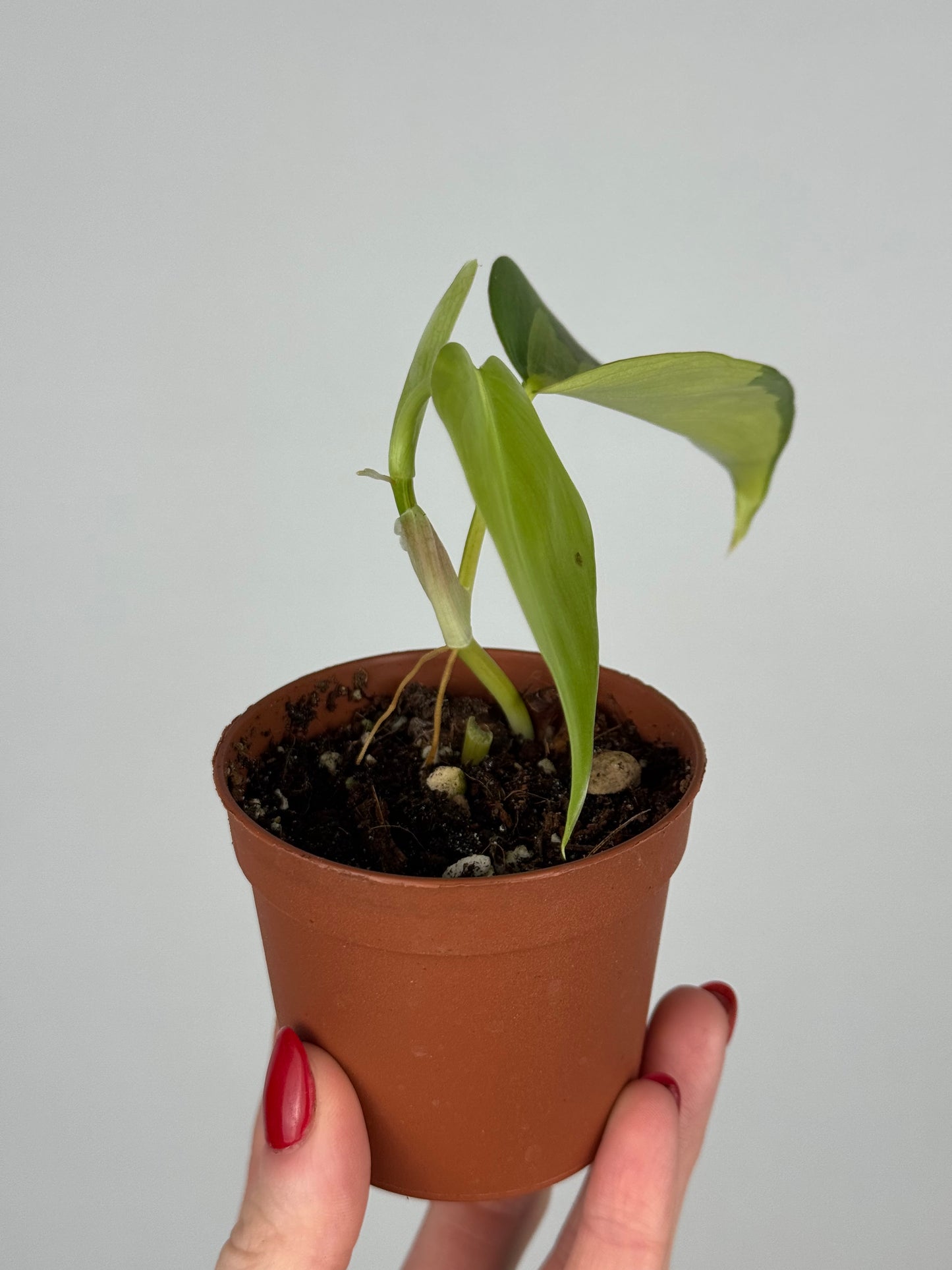 Philodendron Scandens Brasil | Alfio