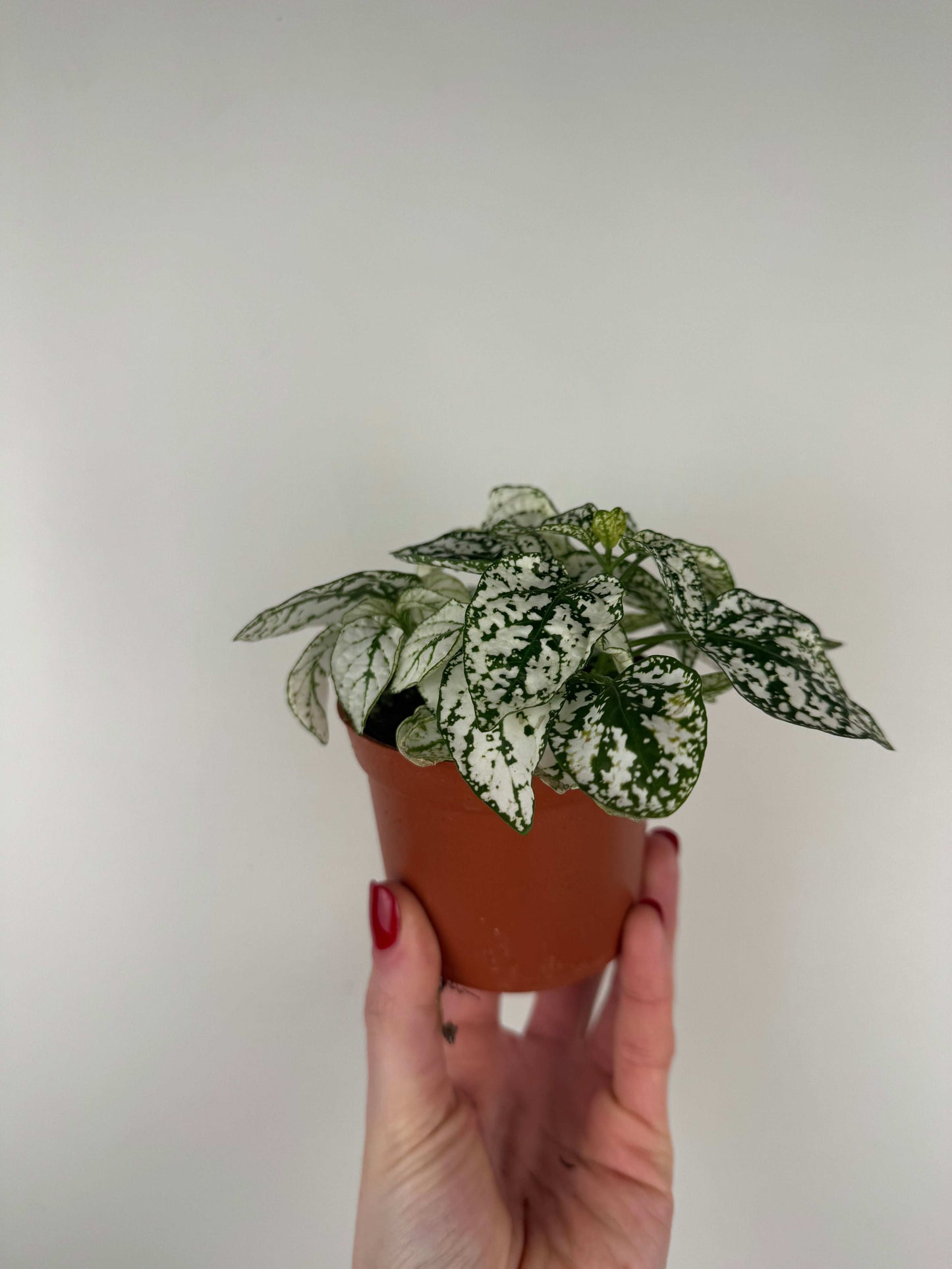 Hypoestes Phyllostachya