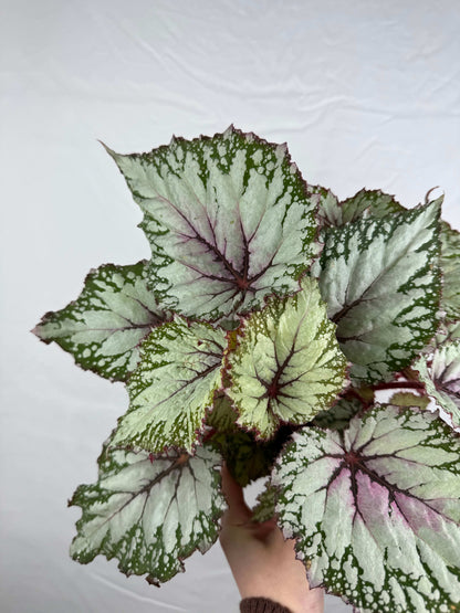 Begonia “Asian Tundra”