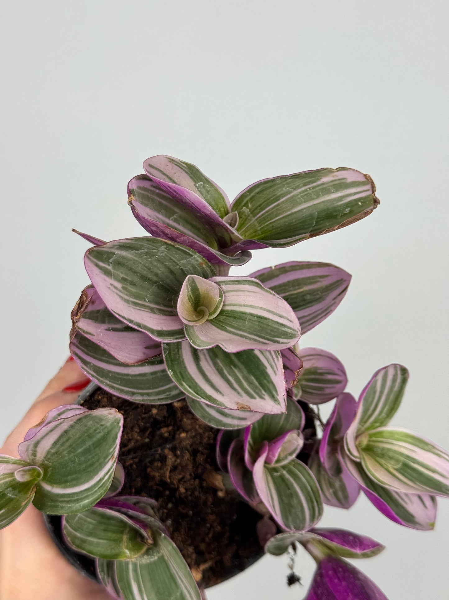 Tradescantia Nanouk | Zinnia