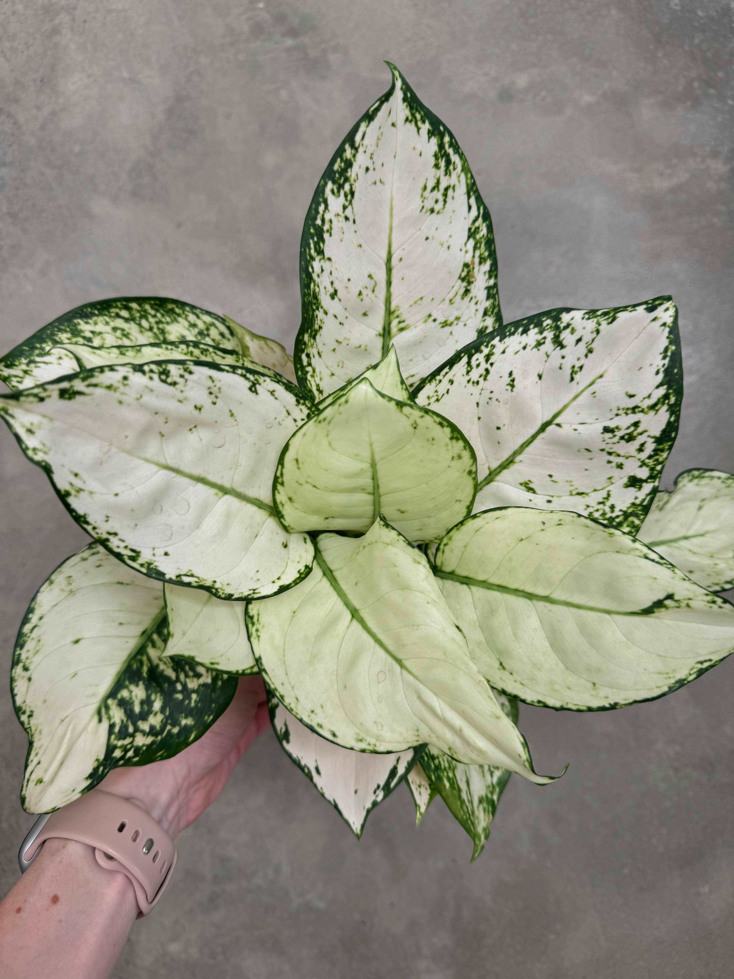 Aglaonema White Joy