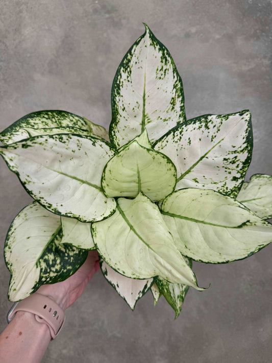 Aglaonema White Joy