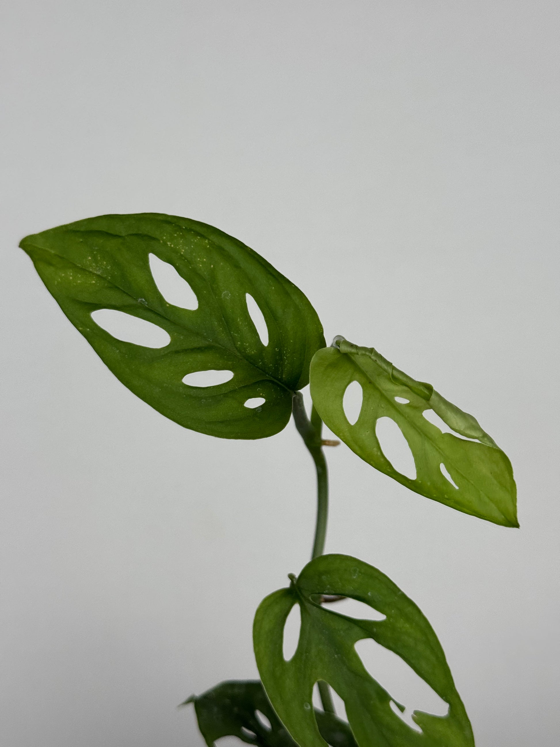 Monstera Adansonii | Indira