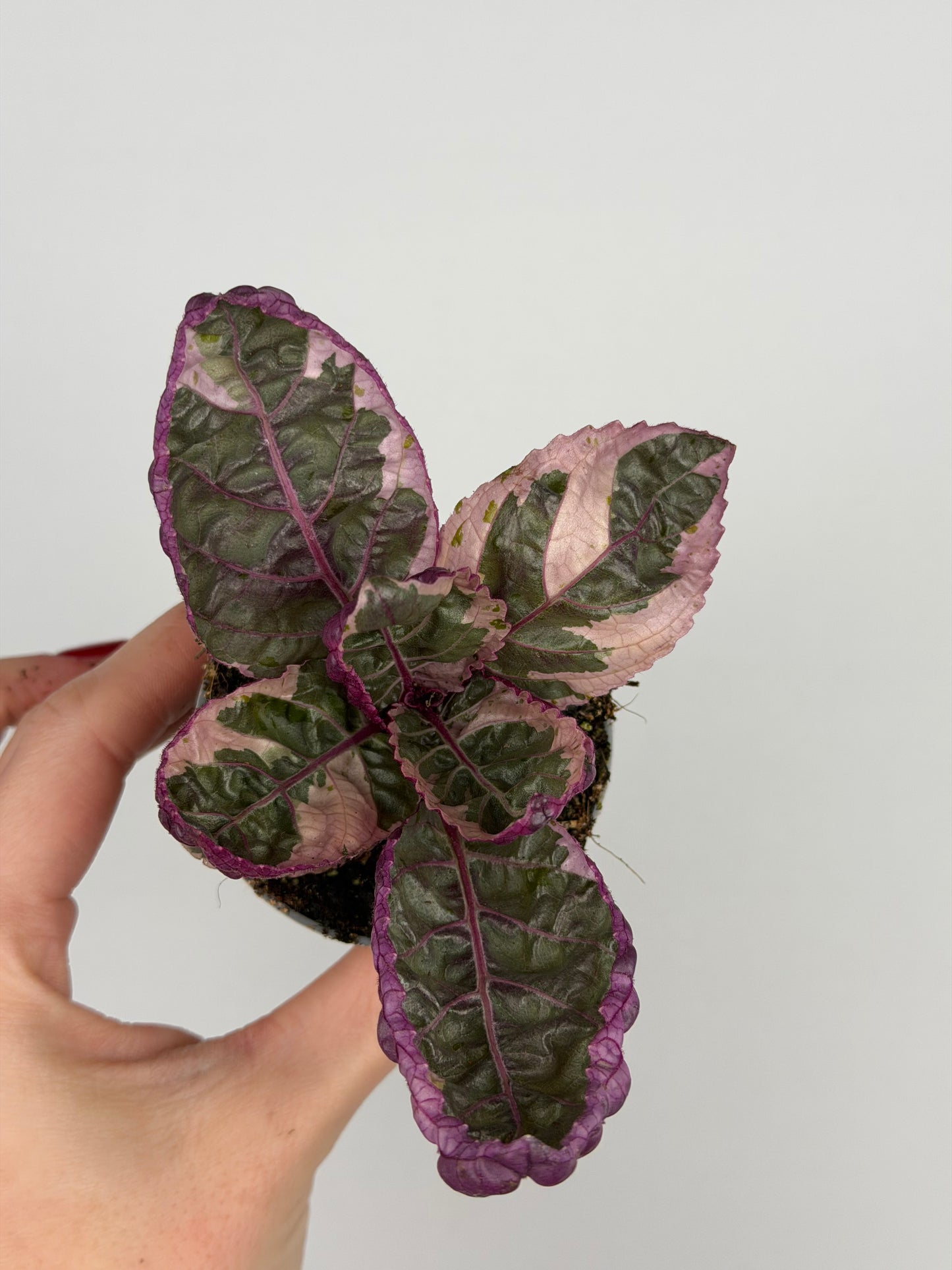 Hemigraphis alternata 'Snow White'