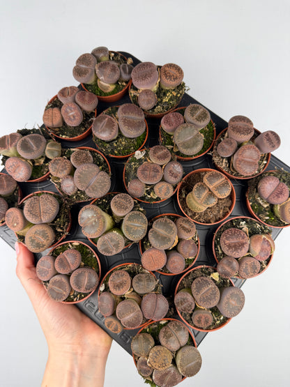 Lithops Tropical Corner