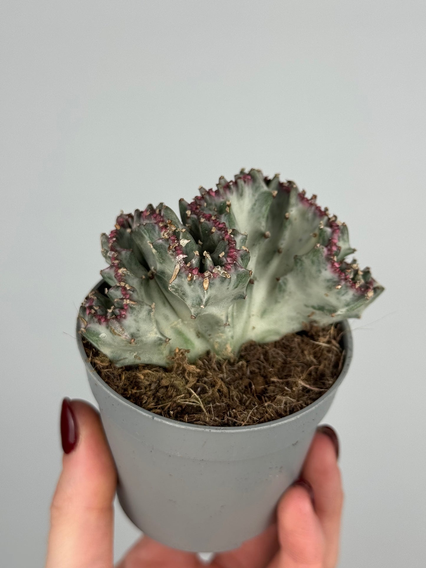 Euphorbia lactea f. crestata variegata