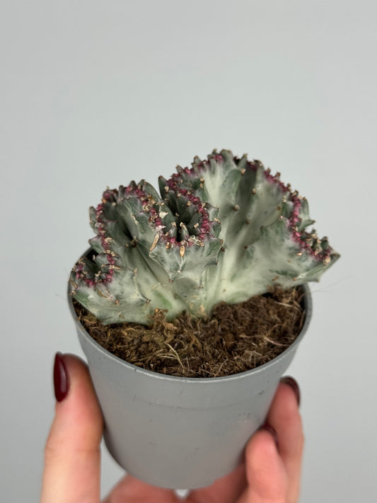 Euphorbia lactea f. crestata variegata